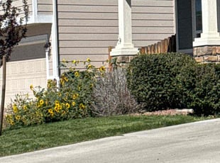 Isabela N.'s Yard Cutting service result
