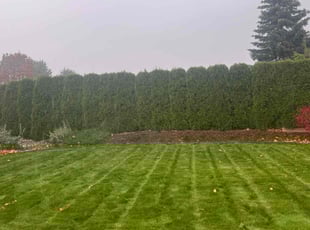 Jaime C.'s Yard Cutting service result