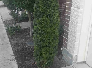 Bush Trimming by Gregorio Castruita for Joanna F. in Houston, TX
