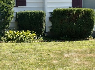 Bush Trimming by Derrick Lance for Matt R. in Robbinsdale, MN