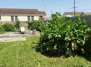 Bush Trimming by Chad Oliver for Samuel A. in New Orleans, LA
