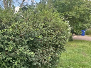 Bush Trimming by Ismael Lozano for Kristen D. in Saint Paul, MN