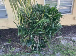 Bush Trimming by Marcus Major for Haley M. in Tamarac, FL