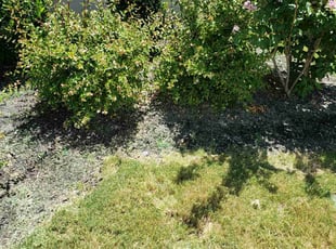 Weeding by Johann Fredericks for Dominique W. in San Antonio, TX
