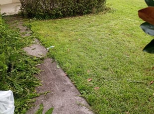 Bush Trimming by Timothy Wright for Mary & Roger T. in Windermere, FL