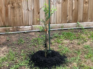 Landscaping by Paz Silva for Robert M. in Houston, TX