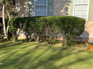 Bush Trimming by Jason Calhoun for Tony W. in Peachtree City, GA