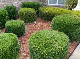 Weeding by Zach Tyler for Andrew R. in Tallahassee, FL