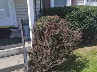 Bush Trimming by Matt Hermerding for Scott K. in Indianapolis, IN