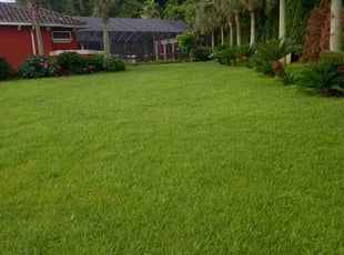 Amy W.'s Lawn Mowing service result
