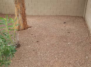 Leaf Removal by Raul Blanco for Becky S. in Chandler, AZ