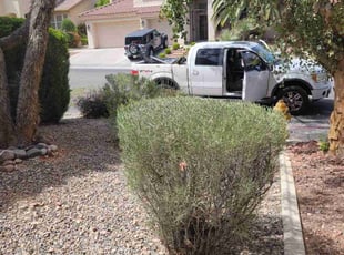 Bush Trimming by Leland Floyd for Raisa Y. in Las Vegas, NV