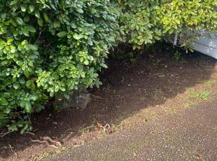 Weeding by James Frazier for Lucas P. in Lynnwood, WA