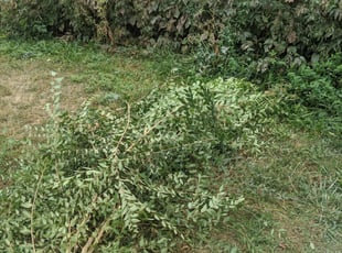 Bush Trimming by Gregory Lillibridge for Tammy E. in Denver, CO