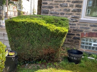 Bush Trimming by Chevis Mcleod for Nathan A. in Philadelphia, PA