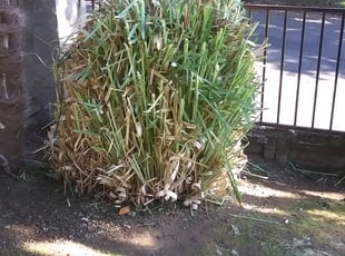 Bush Trimming by Robert Marsico for Julie J. in Portland, OR