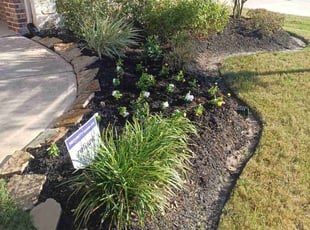 Weeding by Omar Norris for Rebecca P. in Cypress, TX