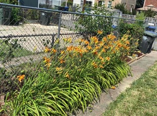 Dana S.'s Flower Bed Weeding service result