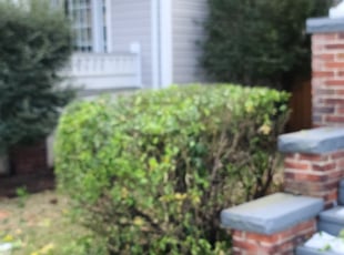 Bush Trimming by Ashton Muslimani for Quinn S. in Portsmouth, VA