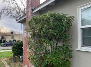 Matthew R.'s Bush Trimming service result