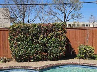 Bush Trimming by Manuel Solis Soto for Ashley D. in Carrollton, TX