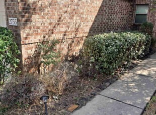 Bush Trimming by Christopher Marquez for Ashley W. in Houston, TX