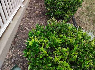 Weeding by Sharif Bennett for Ericca S. in Charlotte, NC