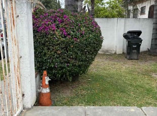 Bush Trimming by Fernando Gomez Rodriguez for Damon J. in Los Angeles, CA
