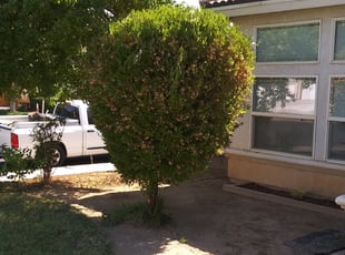 Bush Trimming by Johnie Parker for Jas K. in Fresno, CA