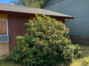 Bush Trimming by Dylan Christina for Leisa H. in Vancouver, WA