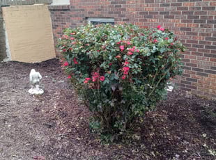 Bush Trimming by William King for Mike B. in Nashville, TN