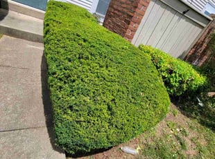 Bush Trimming by Edwin Villagran for Alissa B. in Gaithersburg, MD