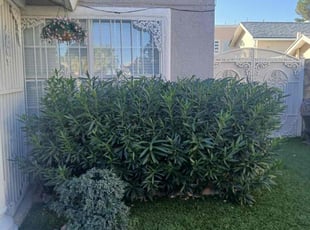 Diane C.'s Bush Trimming service result