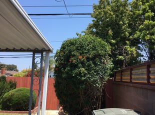 Bush Trimming by Mark Stephens for Joe G. in Torrance, CA