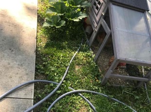 Weeding by Christopher Brown for Janet C. in Holly, MI