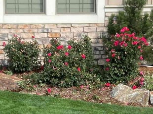 Bush Trimming by Jason Hernandez for Joe M. in Littleton, CO