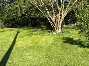 Tammie R.'s Lawn Service service result
