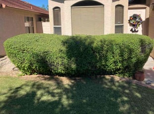 Bush Trimming by John Cross for Andrew N. in Phoenix, AZ