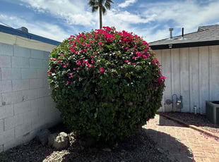Bush Trimming by Kenneth Cannon for Cina R. in Phoenix, AZ