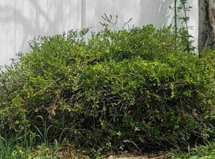 Bush Trimming by David Sherwood for Sofia G. in West Valley City, UT