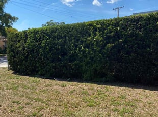 Bush Trimming by Jacob Hernandez for Charles C. in Tampa, FL