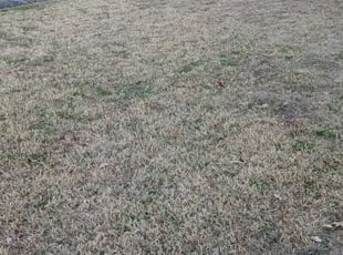 Leaf Removal by Gralin Johnson for 3413 Livingston Ave Fort Worth, TX 76110 A. in Fort Worth, Tx