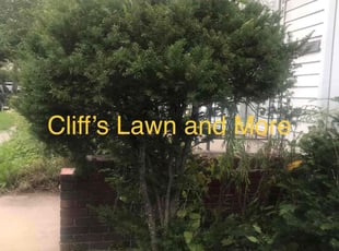 Bush Trimming by Charles Cliff for Nicole O. in Toledo, OH