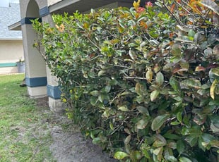 Hays C.'s Bush Trimming service result