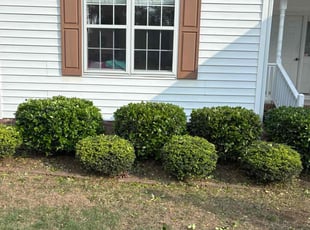 Bush Trimming by Amanda Carter for Jack B. in Clayton, NC