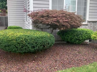 Sunny N.'s Grass Cutting service result
