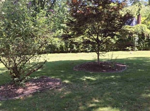 Frank L.'s Lawn Mowing service result
