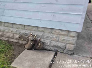 Weeding by Ronald Burton for Doris C. in Buffalo, NY