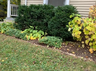 Bush Trimming by Kelvin Dertz for Austin D. in Milwaukee, WI