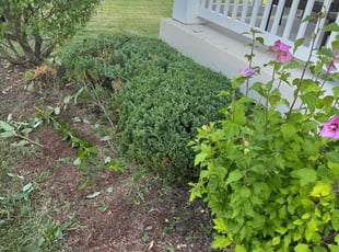 Bush Trimming by Manny Chavez for William B. in Woodbridge, VA